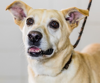 #PraCegoVer: Fotografia do cachorro de porte grande Gonçalves. Ele tem as cores branco e amarelo.